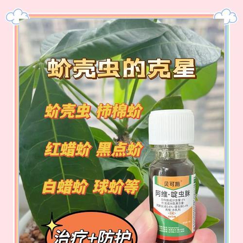 杀死蚧壳虫的有效方法是什么？如何预防蚧壳虫的侵害？