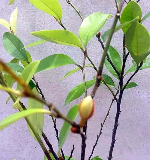 四季梅不开花怎么办？如何促进其开花？