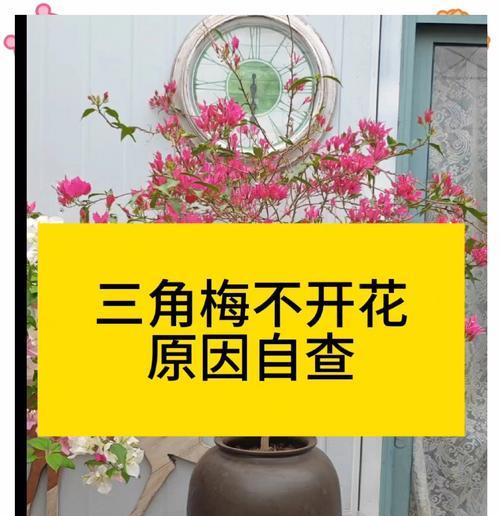 四季梅不开花怎么办？如何促进其开花？
