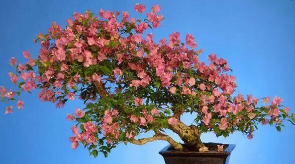 四季梅不开花怎么办？如何促进其开花？