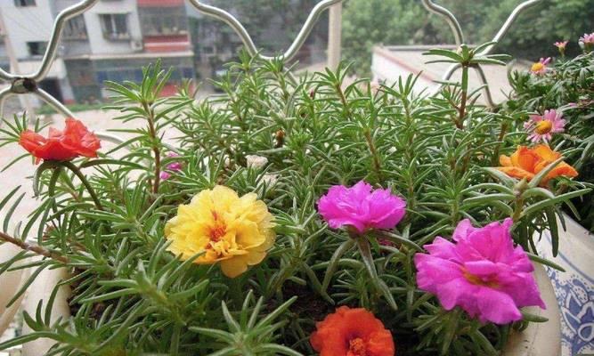 阳台什么花好养又好看？有哪些推荐？