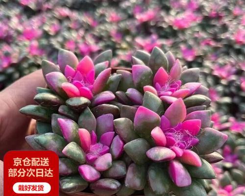 红宝石多肉徒长的解决措施有哪些？