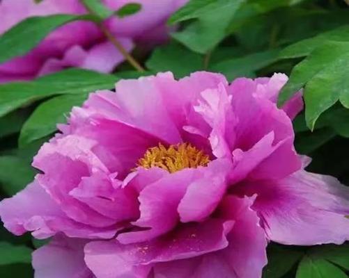 花中之魁是指什么花名和花语？哪种花被誉为花中之王？