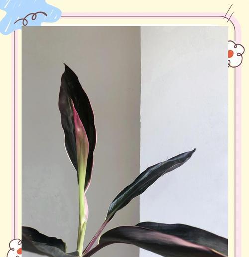 朱蕉水培的方法是什么？如何确保其正常生长？