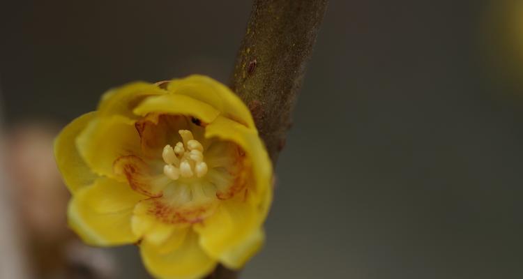 花中之魁是指什么花名和花语？哪种花被誉为花中之王？