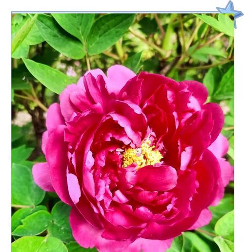 花中之魁是指什么花名和花语？哪种花被誉为花中之王？