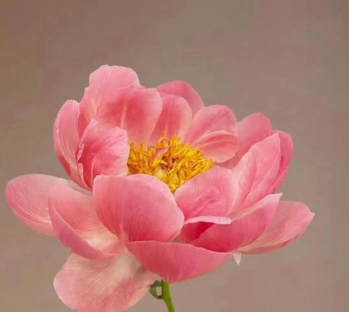 哪种花代表善良的花语？