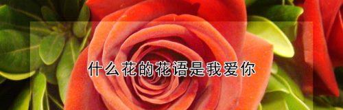 十四只花的花语代表什么？