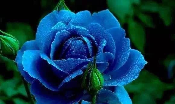 朝花夕誓中包含了几种花语？它们分别是什么？