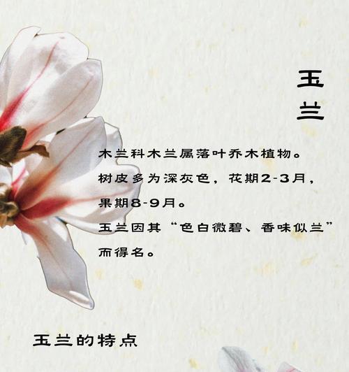 不凋谢的花在生日时代表什么意义？它的花语是什么？
