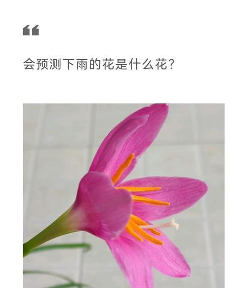 花语中隐藏的答案是什么？它传达了哪些信息？