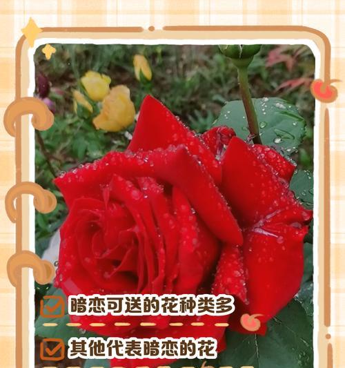 花语中隐藏的答案是什么？它传达了哪些信息？