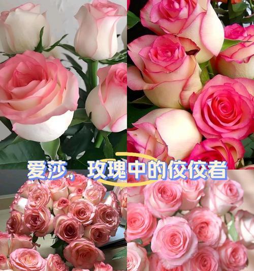 19朵爱莎小玫瑰的花语是什么？它代表了什么？