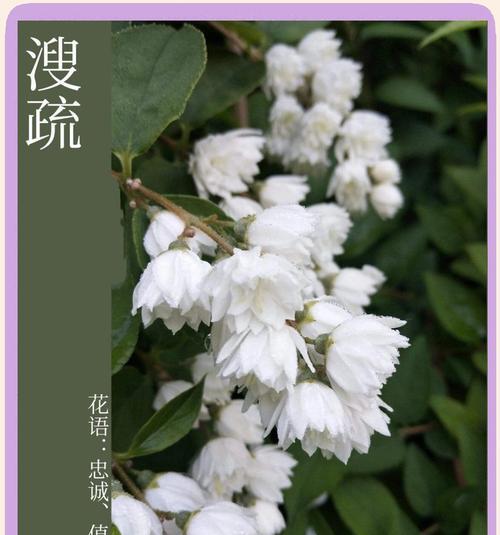 水边植物的花语有哪些？