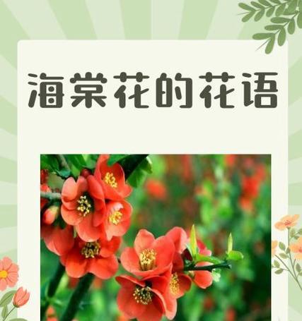 美丽的花语通常是什么？