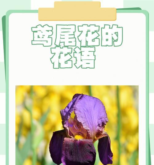 五瓣梅的花语和寓意是什么？