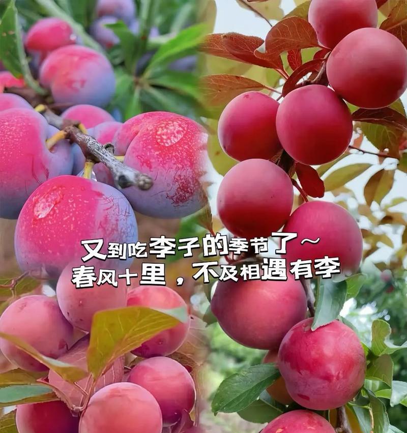 空心李子的花语和寓意有何深意？