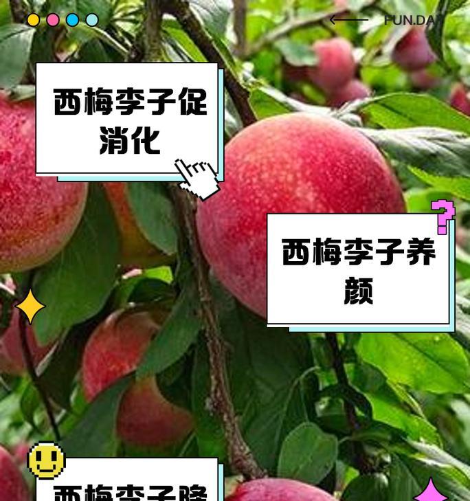 空心李子的花语和寓意有何深意？