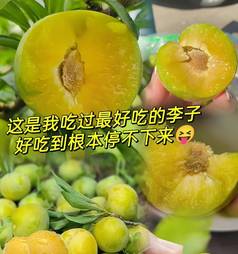 空心李子的花语和寓意有何深意？