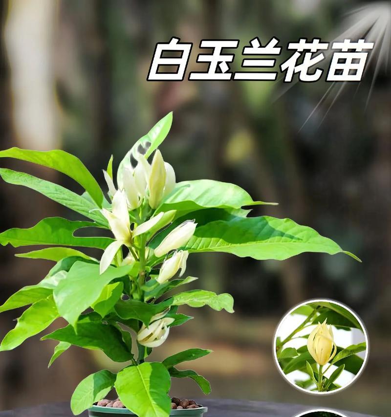 黄桷兰叶子发黄的原因及处理方法是什么？