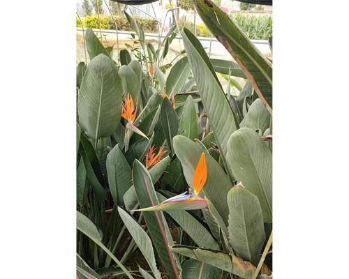鹤望兰开花时间及条件是什么？