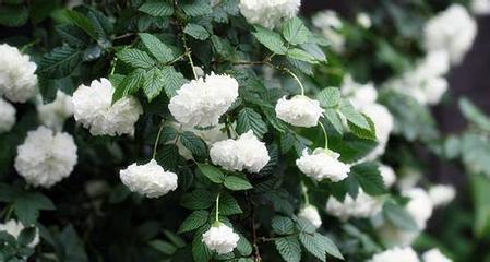 八角树的花语含义是什么？这种花语有何特别之处？