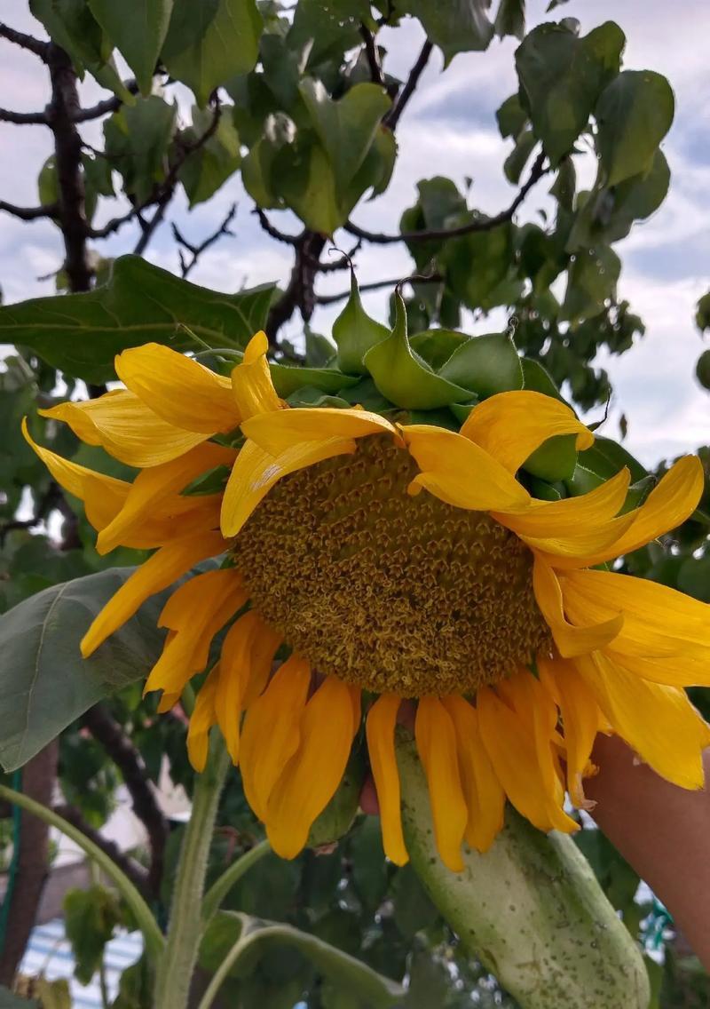 八角树的花语含义是什么？这种花语有何特别之处？