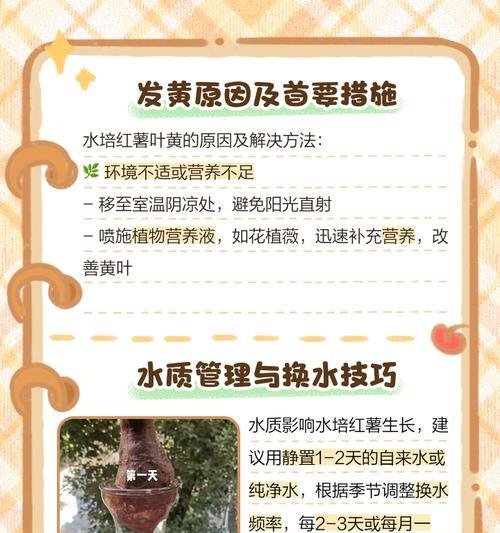 水培植物叶子发黄的原因是什么？如何解决？