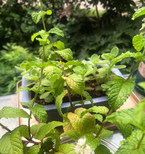 水培植物叶子发黄的原因是什么？如何解决？