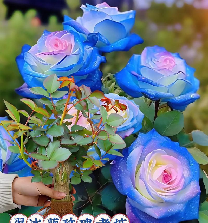 呵护爱情的花语有何含义？