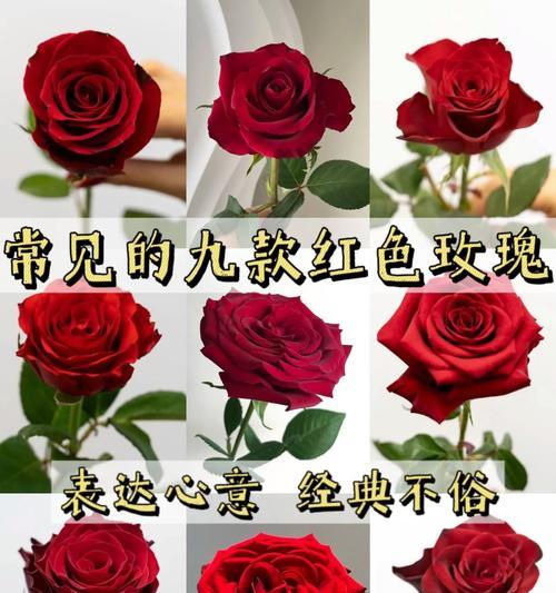 呵护爱情的花语有何含义？