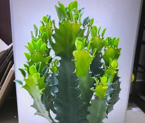 龙骨花掉叶子是什么原因？如何解决龙骨花掉叶子的问题？