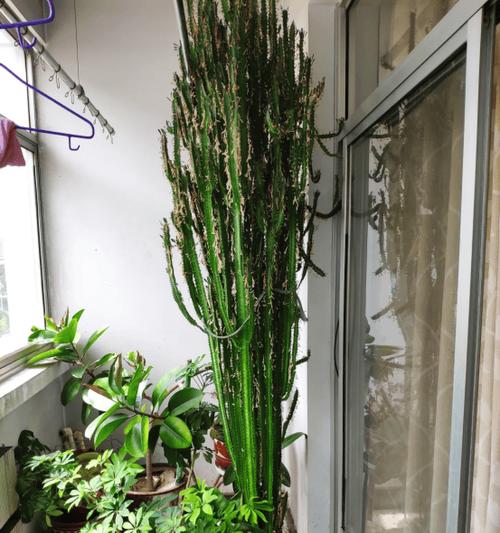 龙骨花掉叶子是什么原因？如何解决龙骨花掉叶子的问题？