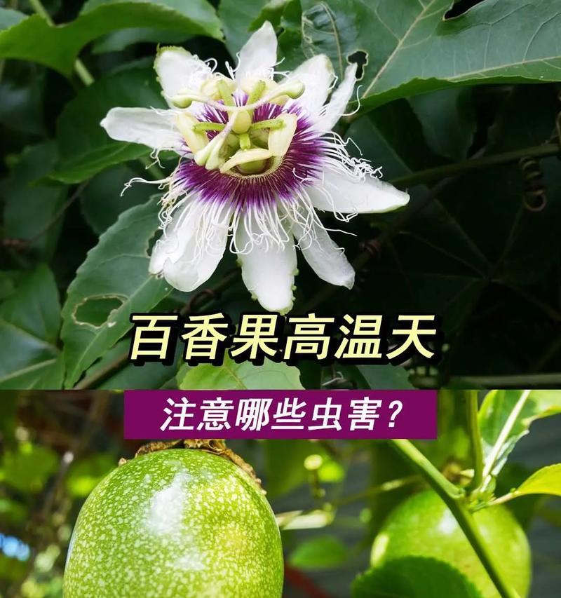 百香果树的养殖方法是什么？如何确保其健康成长？