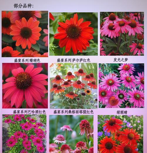 菊花的品种有哪些？各自的生长习性是什么？