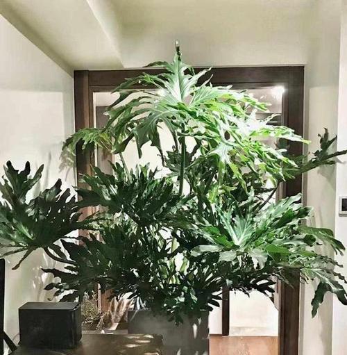 什么样的花适合室内种植？室内种植花卉有哪些？
