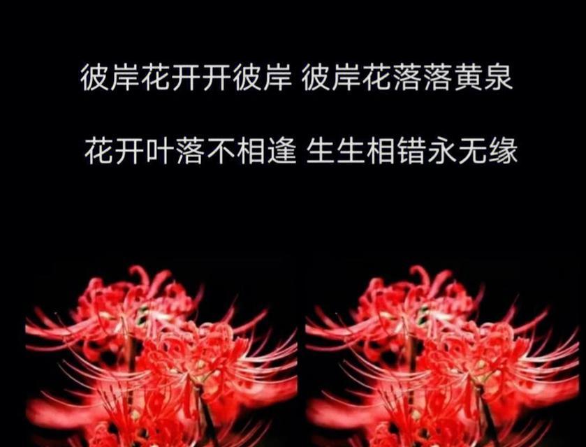 哪种花朵代表思念的爱？它的花语是什么？