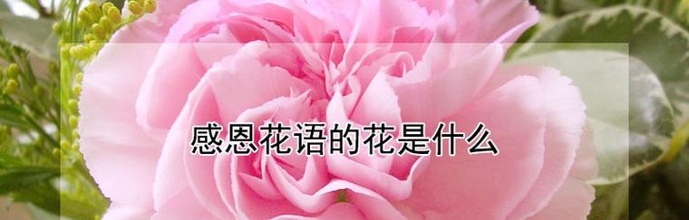 表达妈妈的花语是什么？哪种花最能代表母爱？