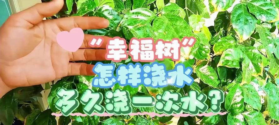 幸福树冬季浇水需要注意什么？多久浇一次水合适？