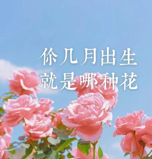 相册里的花语代表什么？如何秀出你们相册里的花语？
