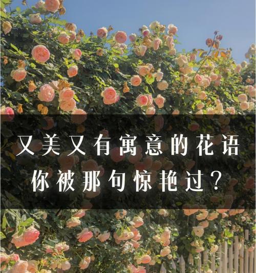 相册里的花语代表什么？如何秀出你们相册里的花语？