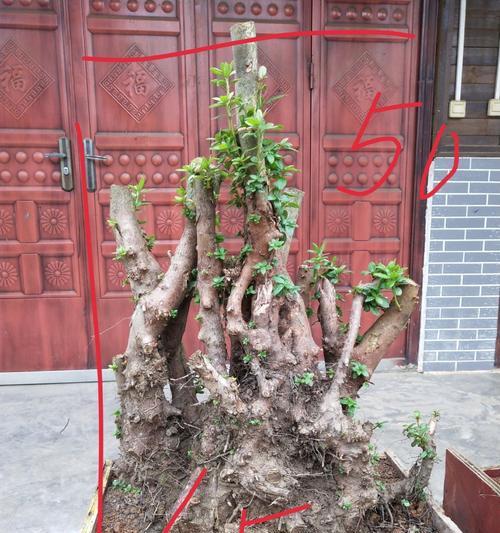 映山红盆景养护需要注意什么？