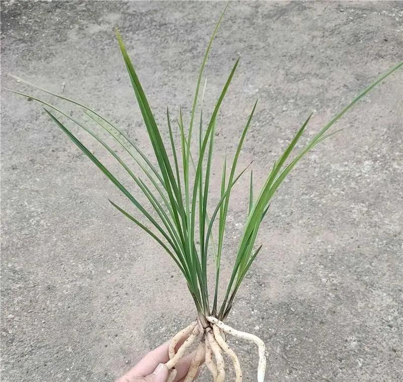 玉带草与兰花有何相似之处？如何区分它们？