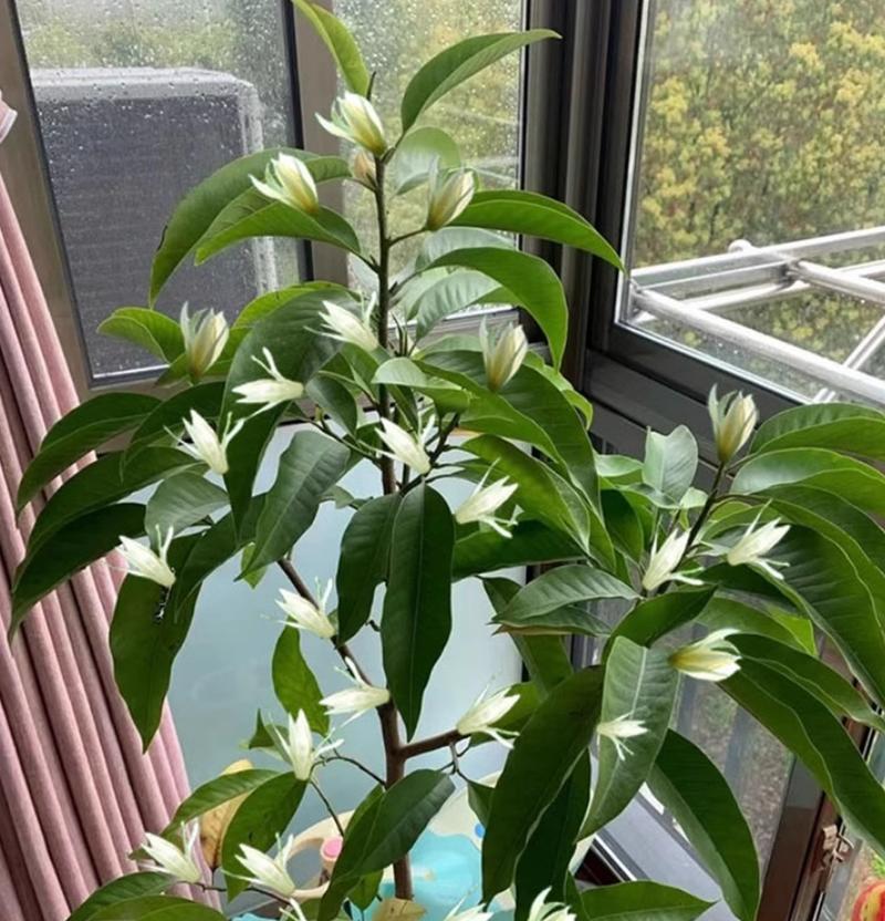 玉兰花种植的步骤和技巧有哪些？
