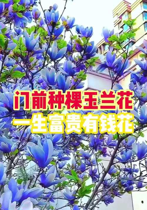 玉兰花种植的步骤和技巧有哪些？