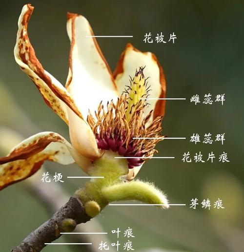 玉兰花种植的步骤和技巧有哪些？