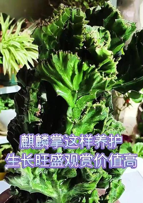 麒麟掌的养殖方法是什么？养殖过程中需要注意什么？