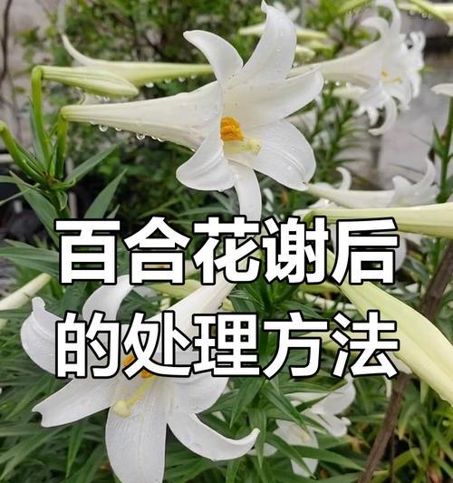 百合花的种植步骤是什么？如何确保百合花的健康生长？