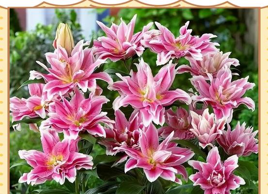 百合花的种植步骤是什么？如何确保百合花的健康生长？
