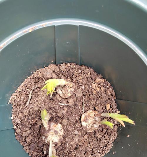 百合花的种植步骤是什么？如何确保百合花的健康生长？